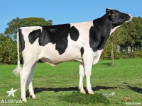 IMPERIAL - Prim'Holstein